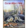 - Co se děje v lese?